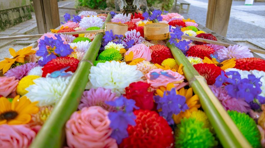 【兵庫・大阪・京都】関西の花手水(はなちょうず)スポット。一度は訪ねてみたいところ12選