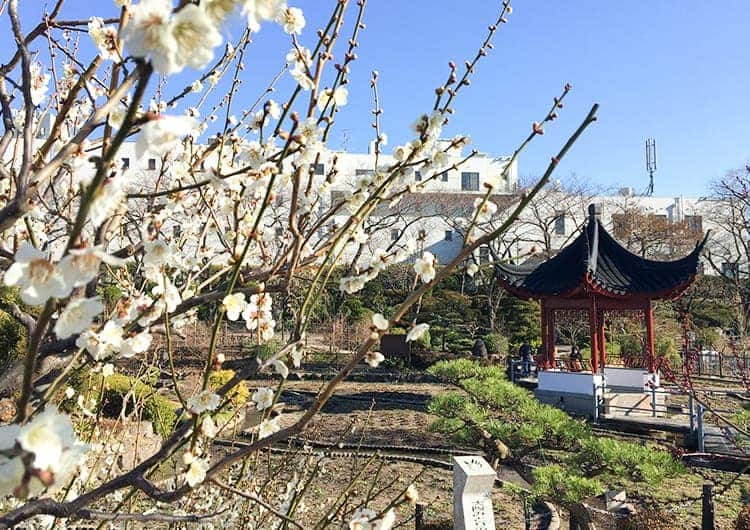 水月公園に咲く白い梅