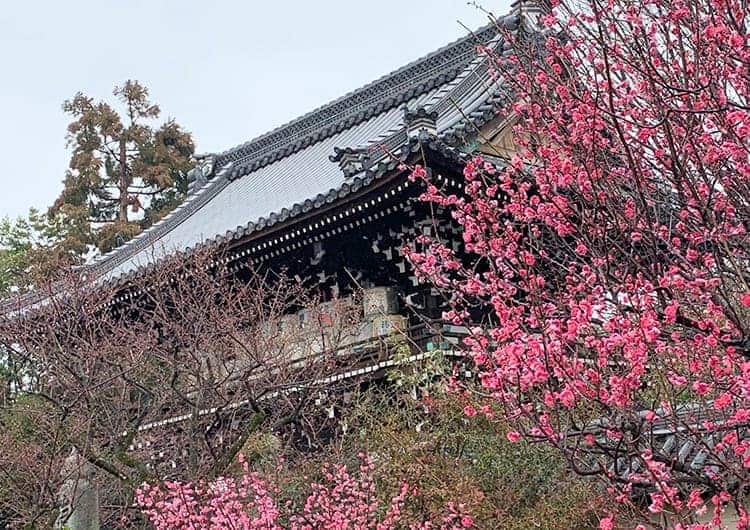 鮮やかな紅色の梅と社殿