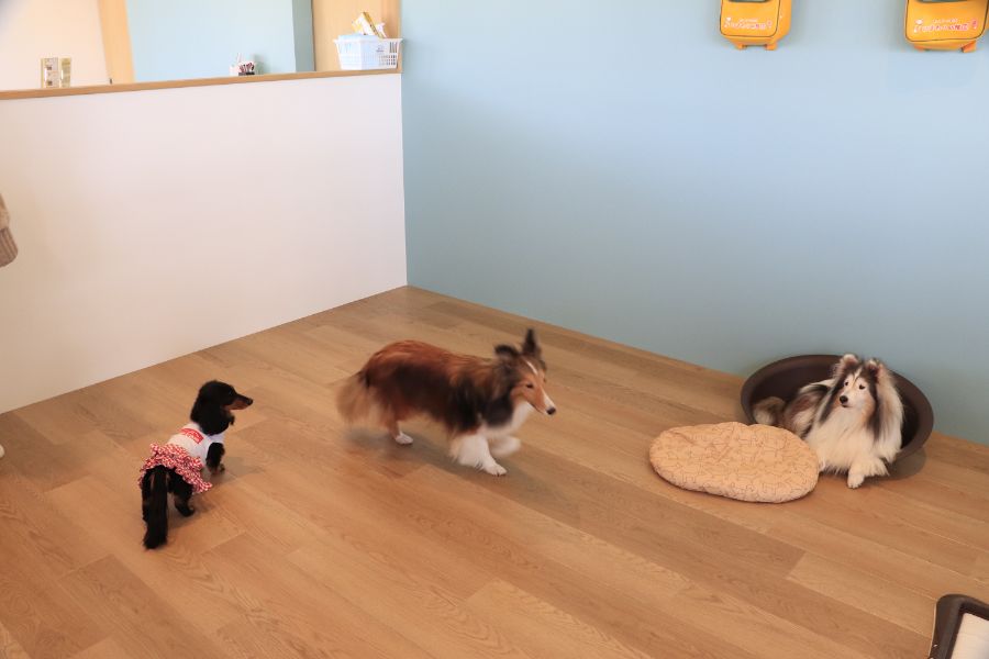 幼稚園でくつろく犬たち