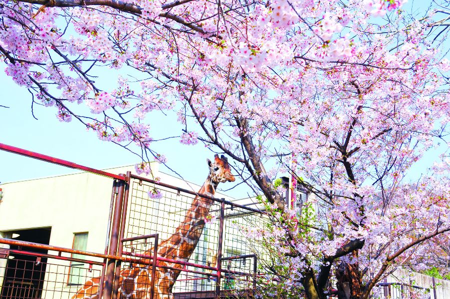 かわいい動物たちと桜のコラボが魅力！王子動物園おすすめ桜スポット9選