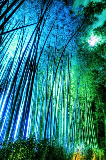 青くライトアップされた竹林の小径