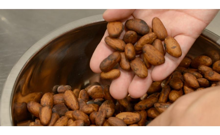 ICHIJIのカカオ豆