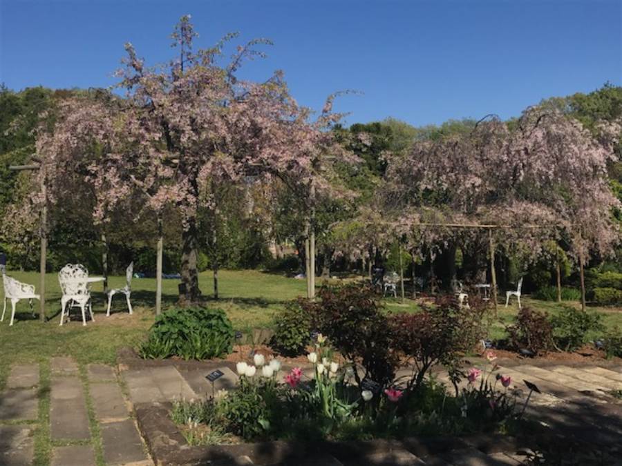 チューリップと八重桜