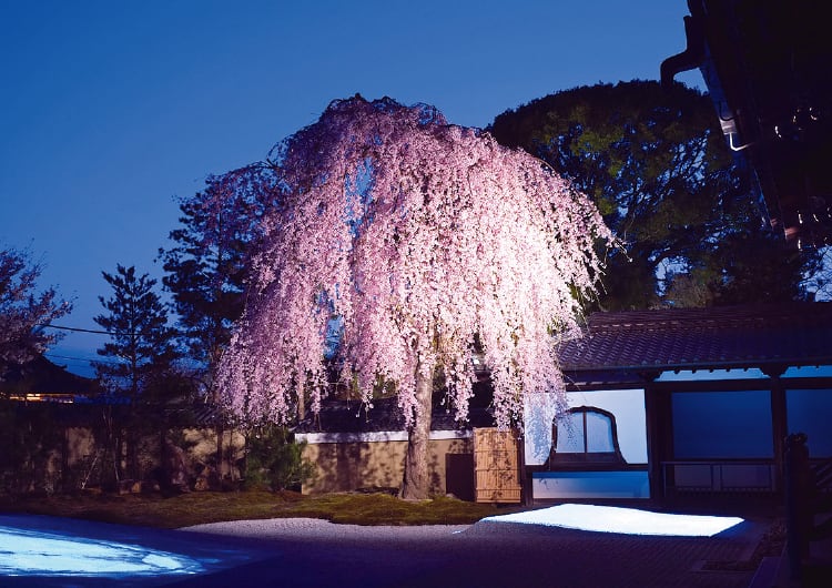 ライトアップされた枝垂れ桜