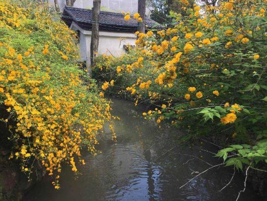 水辺に咲いたやまぶき