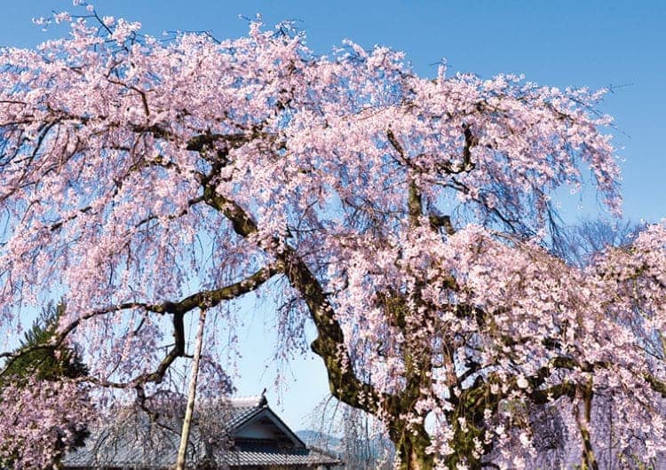 桜の名所を巡って春爛漫を満喫！のせでん平日ハイキング開催