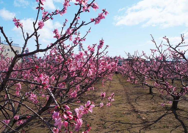 桜の園から桃源郷へお花見ウオーキング。のせでん第1木曜ハイキング開催
