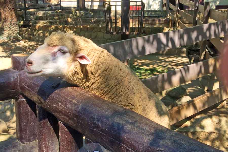 地元民が教える！五月山動物園徹底ガイド！【混雑・駐車場・アクセス】編集部ブログ