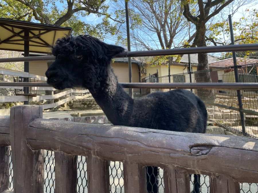 五月山公園の黒いヒツジ