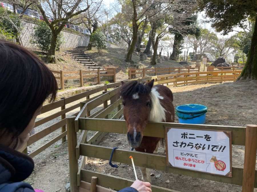 ポニーのえさやり