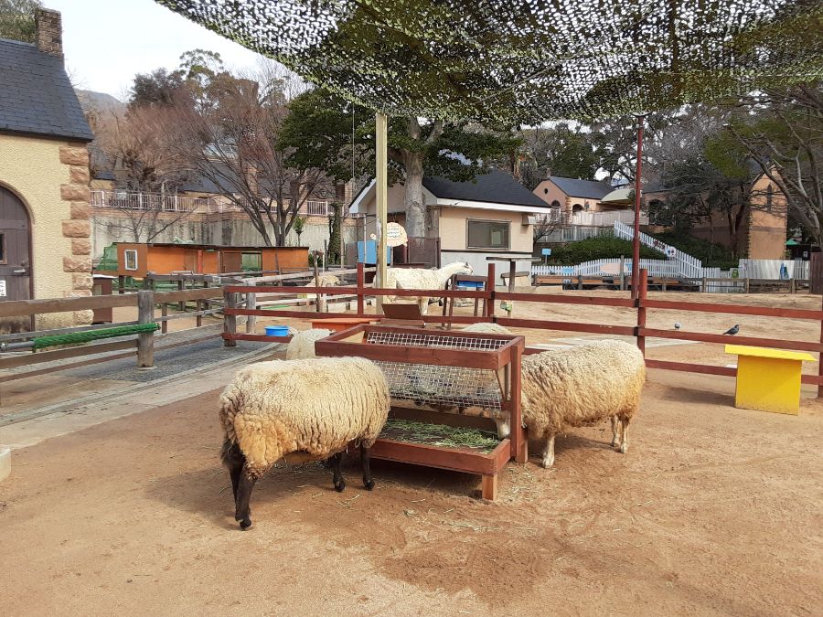 エサを食べる羊たち