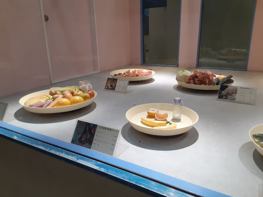フードモデルの展示