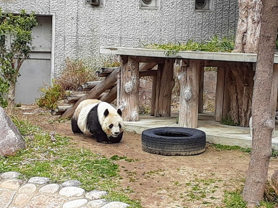 パンダが歩く様子