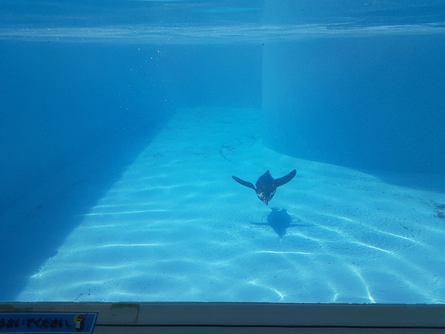 ペンギンが泳ぐ様子