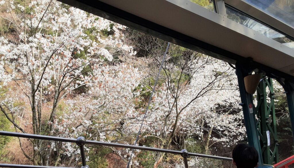 六甲ケーブルからは花なども見える