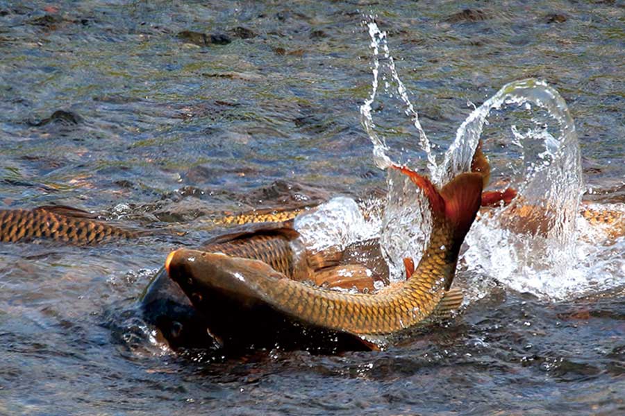 第32回あまがさきの身近な自然写真コンテスト