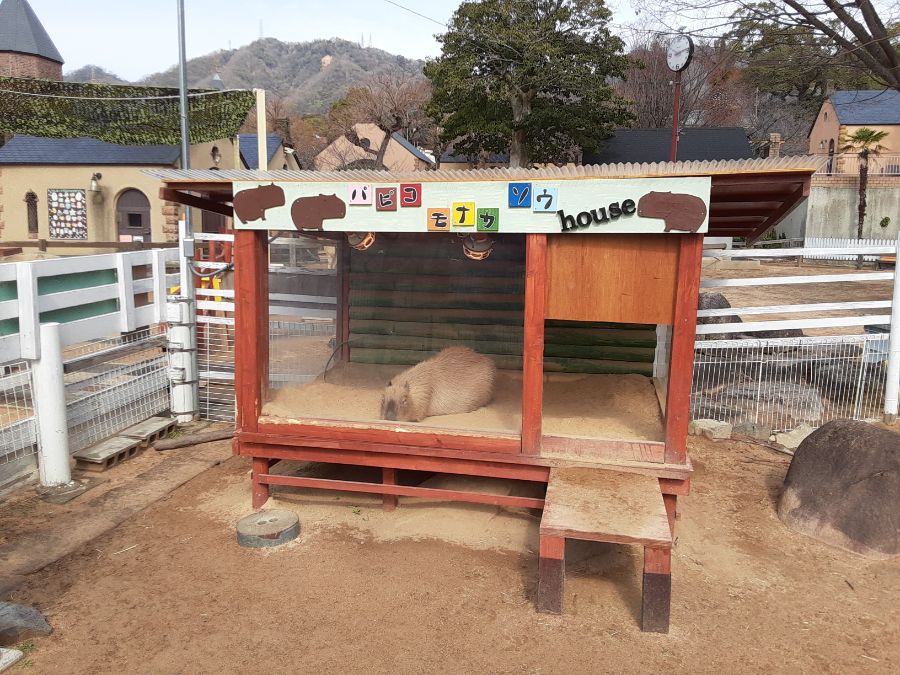小屋の中で眠るカピバラ