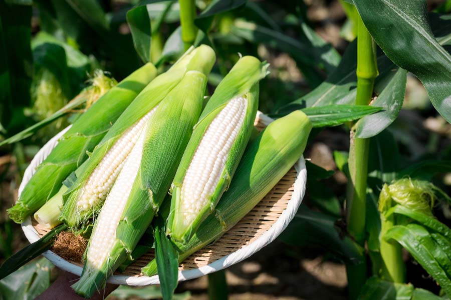 贈り物にもぴったり。衝撃的な甘さで話題のとうもろこし「京都舞コーン」新直売所オープン！