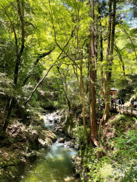 新緑の箕面の滝道