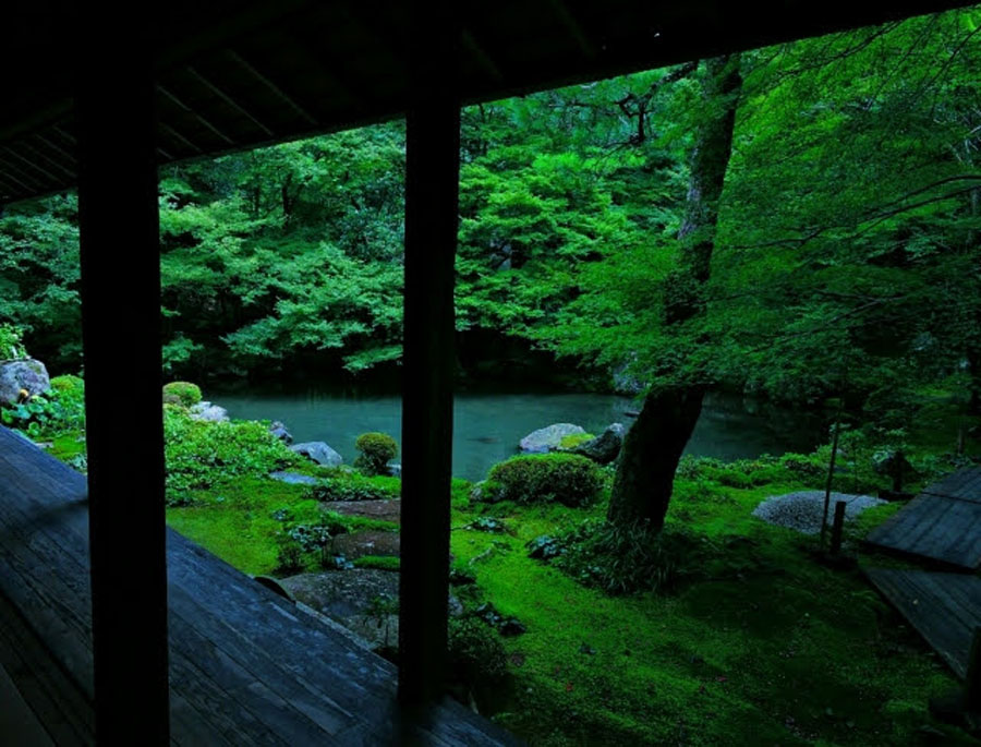 蓮華寺の青もみじ