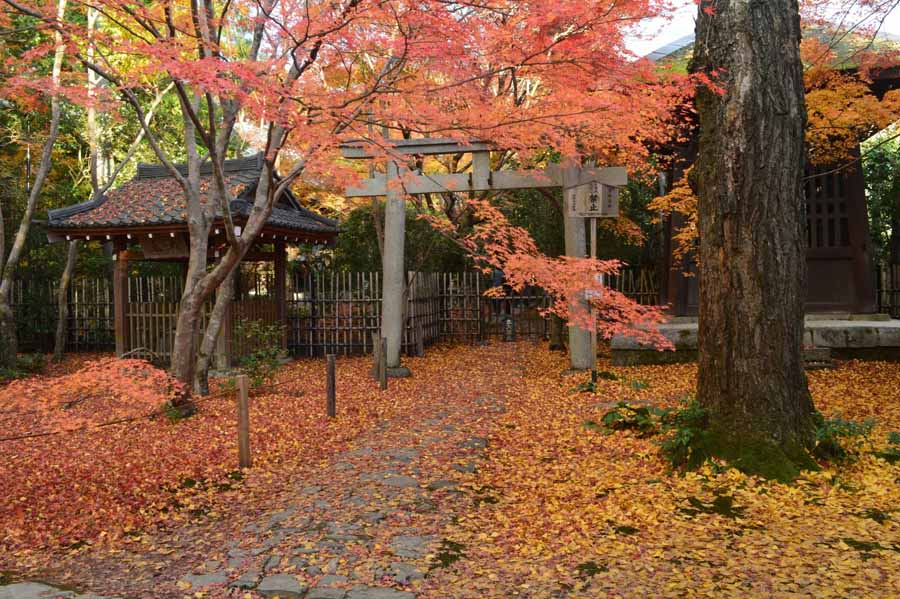 蓮華寺の紅葉の景色
