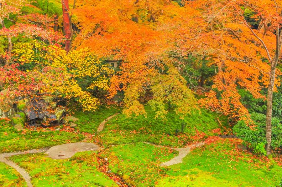 瑠璃光院の1階から見る紅葉