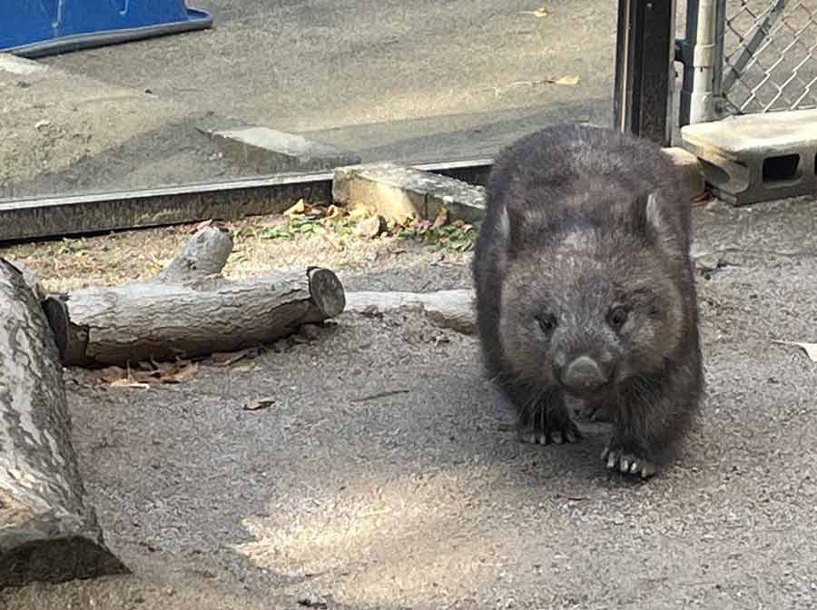 『歩きたくなる池田の森へ！五月山公園散策コース』阪急ハイキング7月14日（水）開催