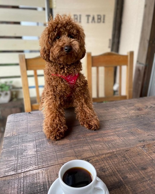 たびたびのテラス席