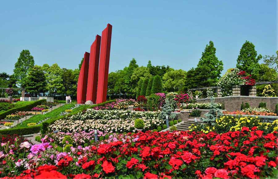 伊丹の荒牧バラ園