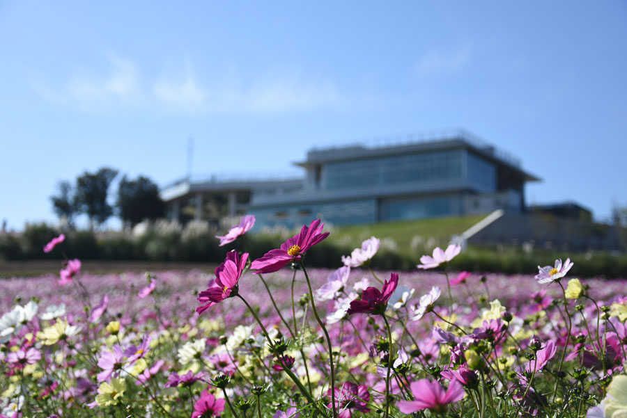 あわじさじきのコスモス畑