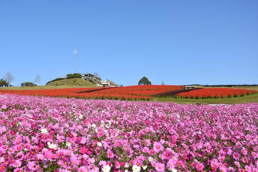 【大阪・兵庫・京都】関西の秋の花8選（コスモス畑、秋バラ、コキア、ひまわり）