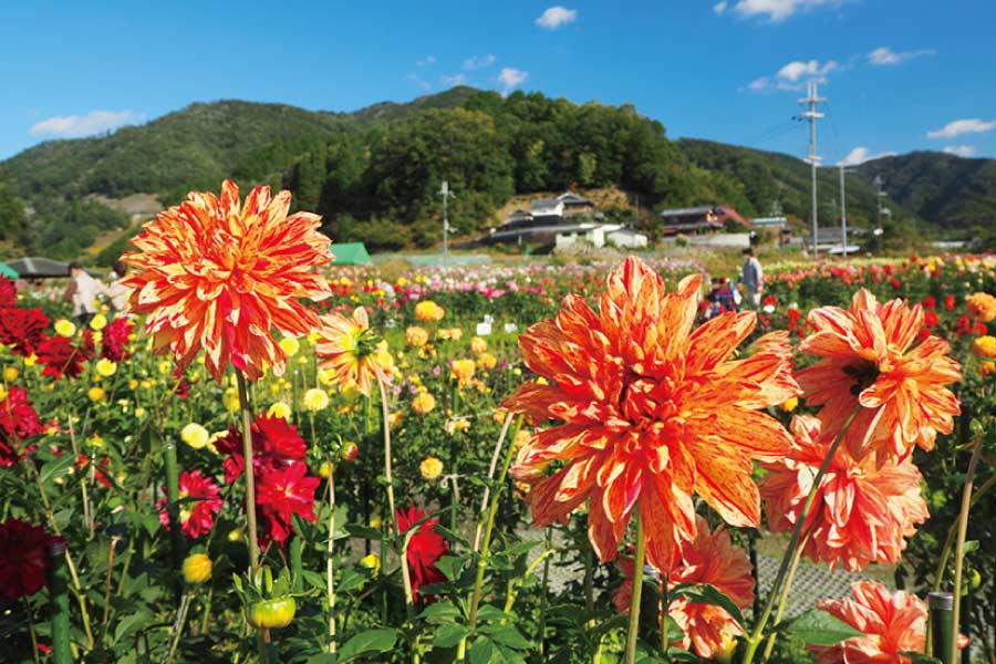 10月2日（土）開催 のせでん里山ハイキング 黒川ダリヤ園から黒川公民館コース