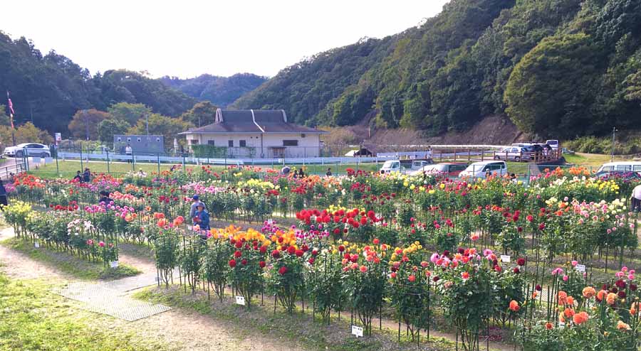 黒川ダリア園の様子