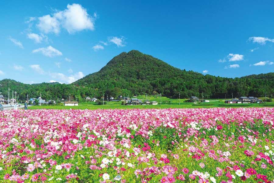 のせでん秋本番ハイキング「木津峠から宝塚ダリア園・ コスモス畑コース」10月23日（土）