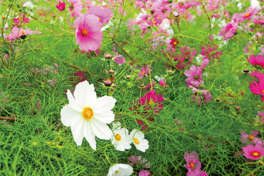 10月7日（木）開催　のせでん第1木曜ハイキング「上杉尾根・とよのコスモスの里・余野十三仏コース」