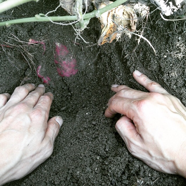 蜜香屋の契約農家の畑