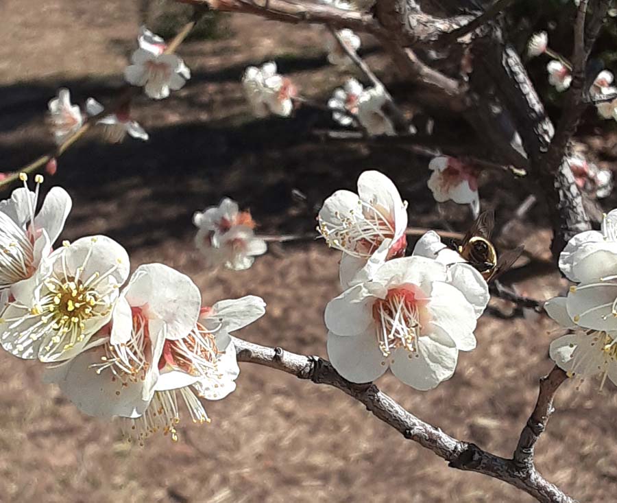 千里南公園の梅