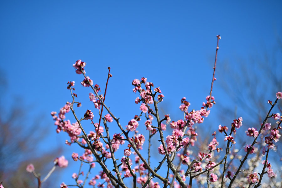 須磨離宮公園の梅