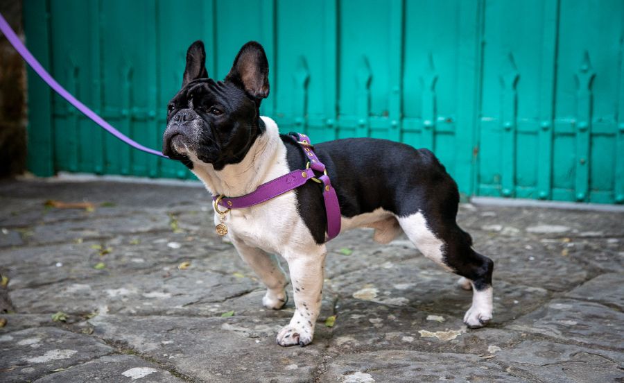 【新店】イタリア高級ペットグッズ専門店「vesticane」が12月2日大阪靭公園に誕生