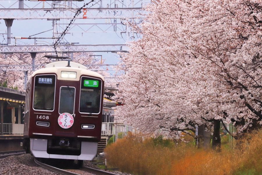 西向日駅 桜さく
