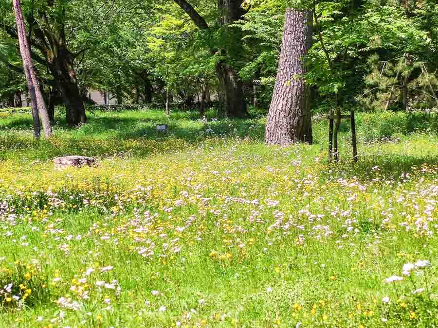 京都御苑の草原