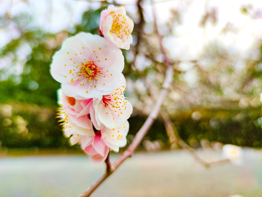 京都御苑の梅林