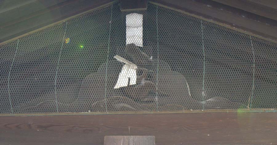 京都御所の猿が辻の猿