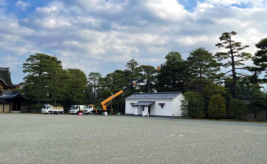 京都御所 松の剪定