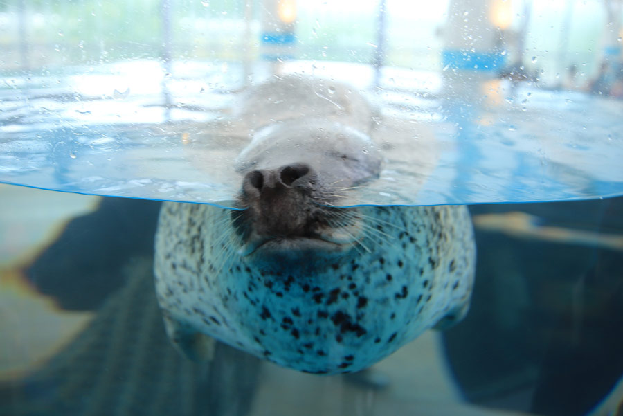 生き物はどんな姿で寝ている？京都水族館で「夜のすいぞくかん」開催中
