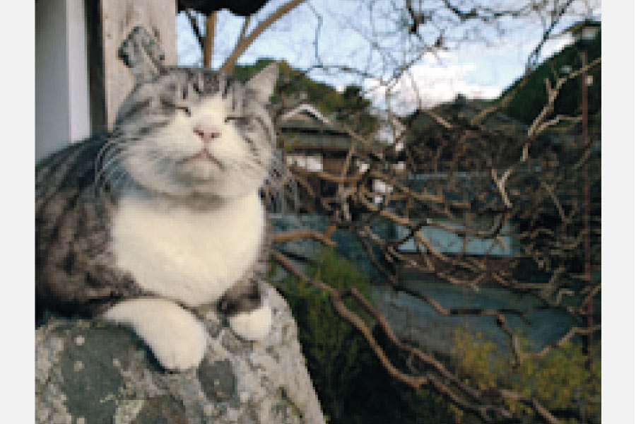 岩合光昭 チャリティー写真展「ねこと半世紀、いい子ばかりです」 阪急うめだギャラリーで5月18日（水）から開催