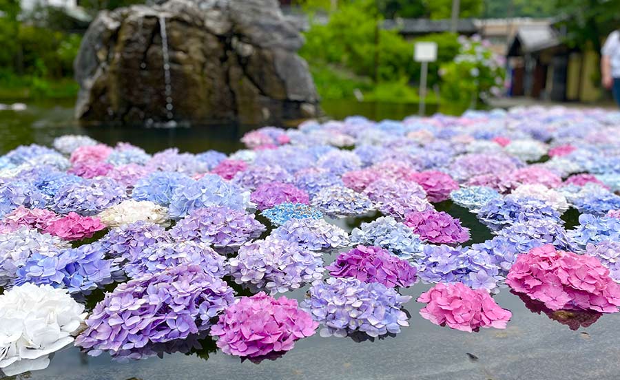 大阪池田・久安寺のあじさいは見応え抜群！見どころ・アクセス・駐車場