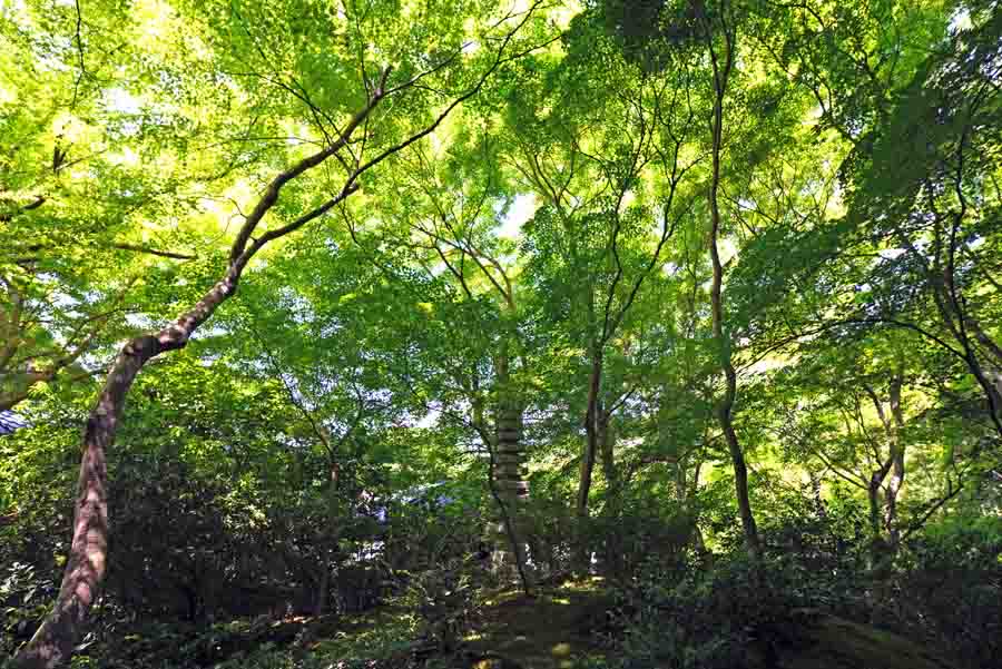 瑠璃光院の庭園