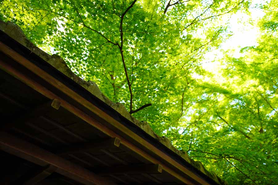 瑠璃光院の青モミジ